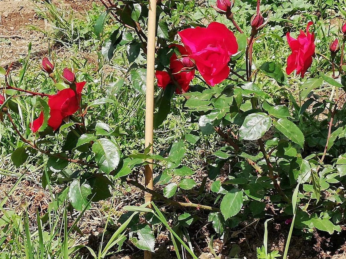 Il Paradiso Degli Dei Agerola Ngoại thất bức ảnh